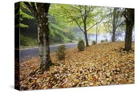 Fall Colors in Morning Fog, Happy Valley, Oregon-Craig Tuttle-Stretched Canvas