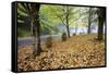 Fall Colors in Morning Fog, Happy Valley, Oregon-Craig Tuttle-Framed Stretched Canvas
