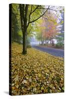 Fall Colors in Morning Fog, Happy Valley, Oregon-Craig Tuttle-Stretched Canvas