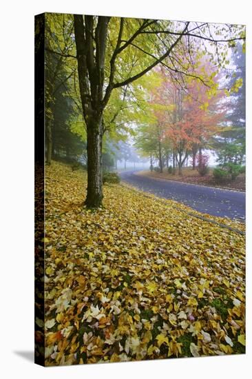 Fall Colors in Morning Fog, Happy Valley, Oregon-Craig Tuttle-Stretched Canvas