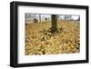 Fall Colors in Morning Fog, Happy Valley, Oregon-Craig Tuttle-Framed Photographic Print