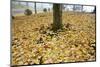 Fall Colors in Morning Fog, Happy Valley, Oregon-Craig Tuttle-Mounted Photographic Print