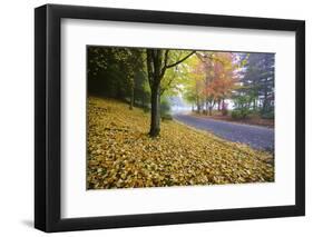 Fall Colors in Morning Fog, Happy Valley, Oregon-Craig Tuttle-Framed Photographic Print