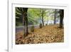 Fall Colors in Morning Fog, Happy Valley, Oregon-Craig Tuttle-Framed Photographic Print