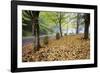 Fall Colors in Morning Fog, Happy Valley, Oregon-Craig Tuttle-Framed Photographic Print