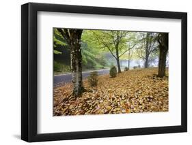 Fall Colors in Morning Fog, Happy Valley, Oregon-Craig Tuttle-Framed Photographic Print