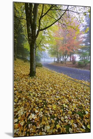 Fall Colors in Morning Fog, Happy Valley, Oregon-Craig Tuttle-Mounted Photographic Print