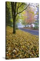 Fall Colors in Morning Fog, Happy Valley, Oregon-Craig Tuttle-Stretched Canvas