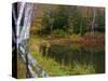 Fall Colors in the Galton Pond, Gralton, Vermont, USA-Joe Restuccia III-Stretched Canvas