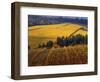 Fall Colors in Vineyards of the Red Hills, Dundee, Oregon, USA-Janis Miglavs-Framed Photographic Print