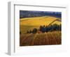 Fall Colors in Vineyards of the Red Hills, Dundee, Oregon, USA-Janis Miglavs-Framed Photographic Print