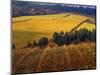 Fall Colors in Vineyards of the Red Hills, Dundee, Oregon, USA-Janis Miglavs-Mounted Photographic Print