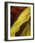 Fall Colors IV-Monika Burkhart-Framed Photographic Print