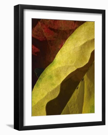 Fall Colors IV-Monika Burkhart-Framed Photographic Print