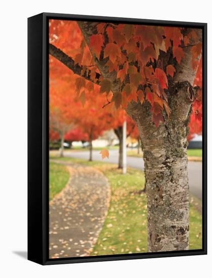 Fall Colors, Keizer, Oregon, USA-Rick A. Brown-Framed Stretched Canvas