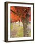 Fall Colors, Keizer, Oregon, USA-Rick A. Brown-Framed Photographic Print