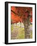 Fall Colors, Keizer, Oregon, USA-Rick A. Brown-Framed Photographic Print