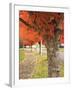 Fall Colors, Keizer, Oregon, USA-Rick A. Brown-Framed Photographic Print