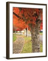 Fall Colors, Keizer, Oregon, USA-Rick A. Brown-Framed Photographic Print