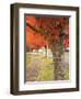 Fall Colors, Keizer, Oregon, USA-Rick A. Brown-Framed Photographic Print