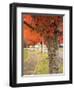 Fall Colors, Keizer, Oregon, USA-Rick A. Brown-Framed Photographic Print