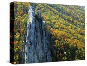 Fall Colors, Monongahela National Forest West Virginia, USA-Charles Gurche-Stretched Canvas