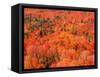 Fall Colors, Northwoods, Minnesota, USA-Art Wolfe-Framed Stretched Canvas