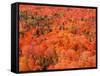 Fall Colors, Northwoods, Minnesota, USA-Art Wolfe-Framed Stretched Canvas