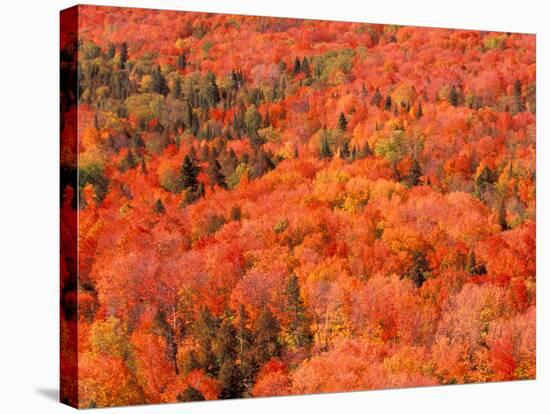 Fall Colors, Northwoods, Minnesota, USA-Art Wolfe-Stretched Canvas