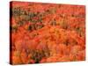 Fall Colors, Northwoods, Minnesota, USA-Art Wolfe-Stretched Canvas