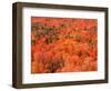 Fall Colors, Northwoods, Minnesota, USA-Art Wolfe-Framed Photographic Print