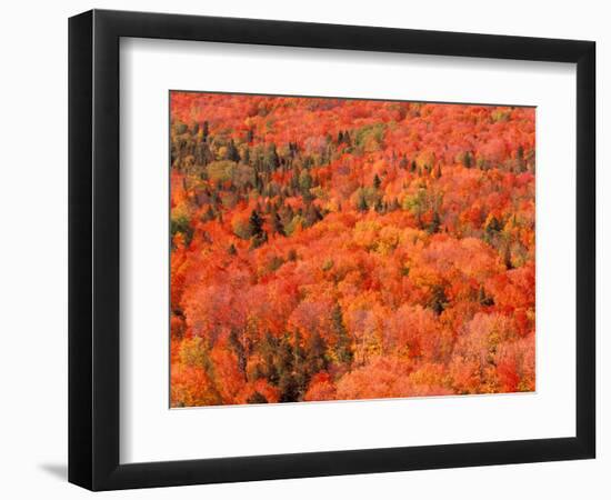 Fall Colors, Northwoods, Minnesota, USA-Art Wolfe-Framed Photographic Print