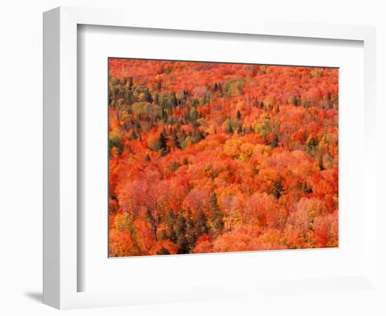 Fall Colors, Northwoods, Minnesota, USA-Art Wolfe-Framed Photographic Print