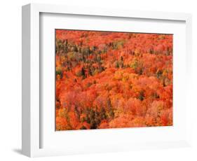 Fall Colors, Northwoods, Minnesota, USA-Art Wolfe-Framed Photographic Print