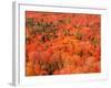 Fall Colors, Northwoods, Minnesota, USA-Art Wolfe-Framed Photographic Print