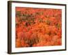 Fall Colors, Northwoods, Minnesota, USA-Art Wolfe-Framed Photographic Print