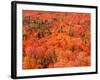 Fall Colors, Northwoods, Minnesota, USA-Art Wolfe-Framed Photographic Print