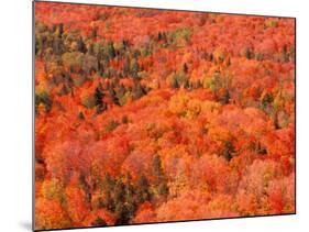 Fall Colors, Northwoods, Minnesota, USA-Art Wolfe-Mounted Photographic Print