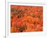 Fall Colors, Northwoods, Minnesota, USA-Art Wolfe-Framed Photographic Print