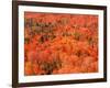 Fall Colors, Northwoods, Minnesota, USA-Art Wolfe-Framed Photographic Print