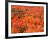 Fall Colors, Northwoods, Minnesota, USA-Art Wolfe-Framed Photographic Print