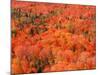 Fall Colors, Northwoods, Minnesota, USA-Art Wolfe-Mounted Photographic Print