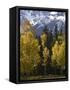 Fall Colors of Aspens with Evergreens, Near Ouray, Colorado-James Hager-Framed Stretched Canvas