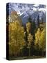 Fall Colors of Aspens with Evergreens, Near Ouray, Colorado-James Hager-Stretched Canvas