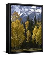 Fall Colors of Aspens with Evergreens, Near Ouray, Colorado-James Hager-Framed Stretched Canvas