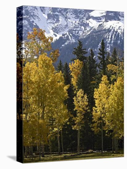 Fall Colors of Aspens with Evergreens, Near Ouray, Colorado-James Hager-Stretched Canvas