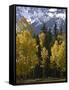 Fall Colors of Aspens with Evergreens, Near Ouray, Colorado-James Hager-Framed Stretched Canvas