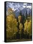 Fall Colors of Aspens with Evergreens, Near Ouray, Colorado-James Hager-Framed Stretched Canvas