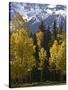 Fall Colors of Aspens with Evergreens, Near Ouray, Colorado-James Hager-Stretched Canvas