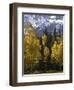 Fall Colors of Aspens with Evergreens, Near Ouray, Colorado-James Hager-Framed Photographic Print